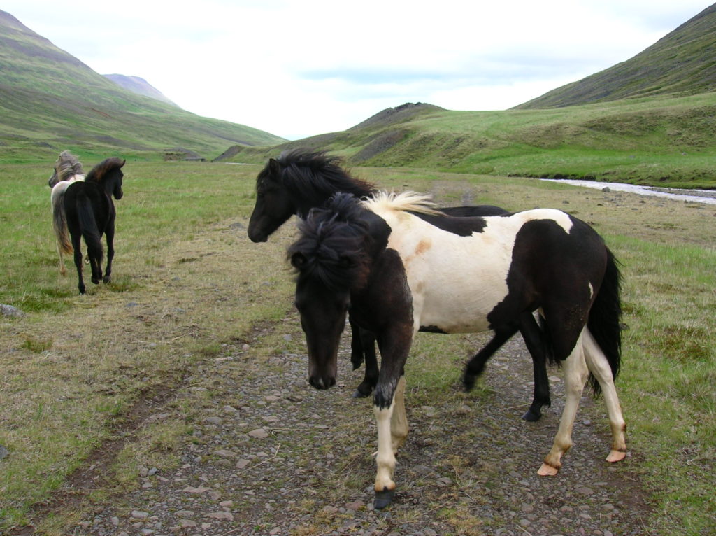 Iceland cycle touring Kjolur route